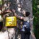 Stark wie ein Kauri Baum in NZ