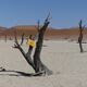 Dead Vlei in der Namib-Wüste