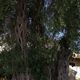 Agios Prokopios, Korfu, mit dem wahrscheinlich ältesten Olivenbaum der Insel