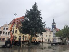 Weihnachtsbaum wird auf dem Altmarkt aufgestellt