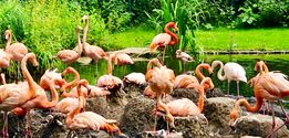 Flamingolagune im Tierpark