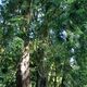Riesige Bäume haben Platz in Muckross Garden - IRLAND