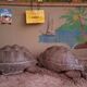 Treffen sich 2 Schildkröten an der Bar … auf La Dique, Seychellen