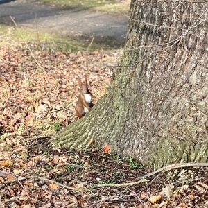 Eichhörnchen im Branitzer Park