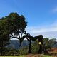 tierische Baum-Erscheinung- Madeira