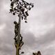 Ein "Volkstümlicher Brauch aus Ecuador“ ähnelt den Lausitzer Bräuchen „Maibaum-Aufstellen“ und „Hahnrupfen“