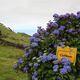 Wiedermal Hortensien auf der Azoreanischen Insel Pico