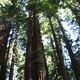 Nationalpark Muir Woods bei San Francisco, Baumriese des Küstenmammutbaums, der höchsten Baumart der Erde