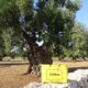 Olivenhain bei Ostuni in Apulien, Italien