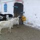 Hungrige Ziegen auf einem Bauernhof in Olsztyn